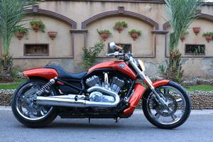 harley v rod muscle for sale