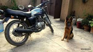 Suzuki GS 150 - 2006